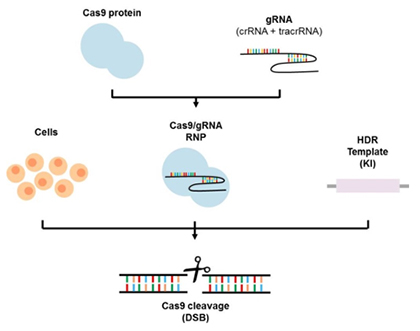 CRISPR Cas9 Protein CrRNA Gene Editing Reagents