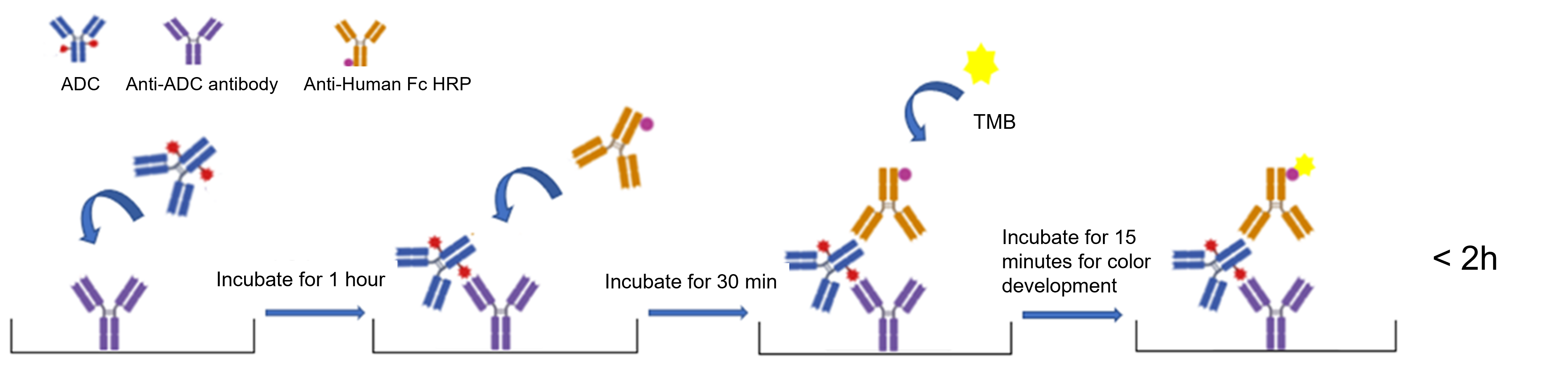 ADC Drug PK and ADA Analysis Tools | GenScript