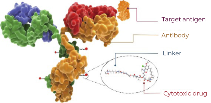 Products for ADC Pharmacokinetic Study-GenScript