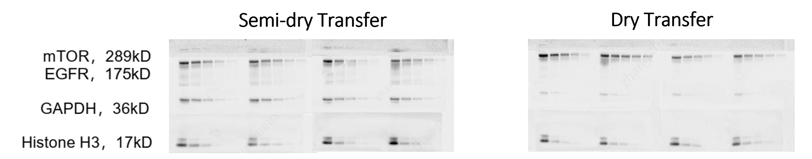 Eblot™ Fast Wet Transfer System Genscript 6634