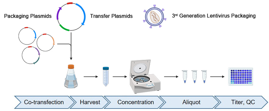 Research Grade Lentiviral Vector Packaging