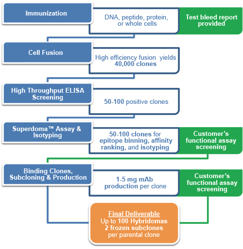 Hybridoma Generation for Therapeutic Antibody Discovery