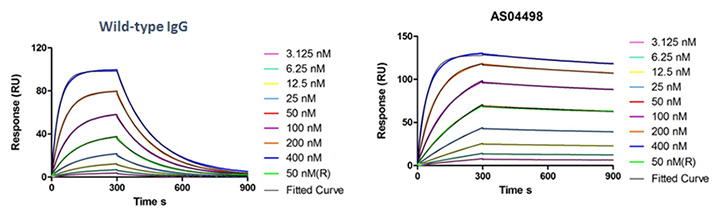 Antibody Affinity Maturation Service