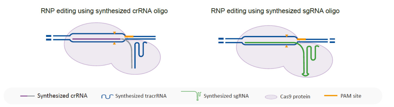 CRISPR Cas9 Single guide RNA (sgRNA) and Ribonucleoprotein (RNP)-GenScript