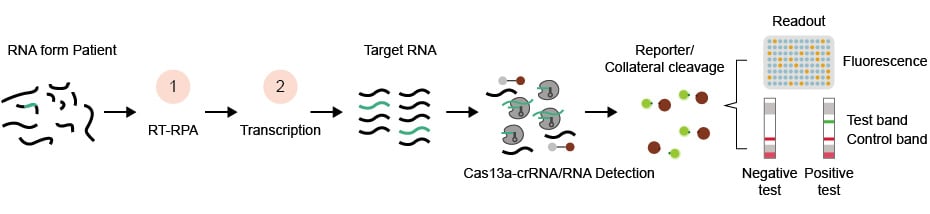 Advancing Infectious Disease Diagnosis with CRISPR Based Methods