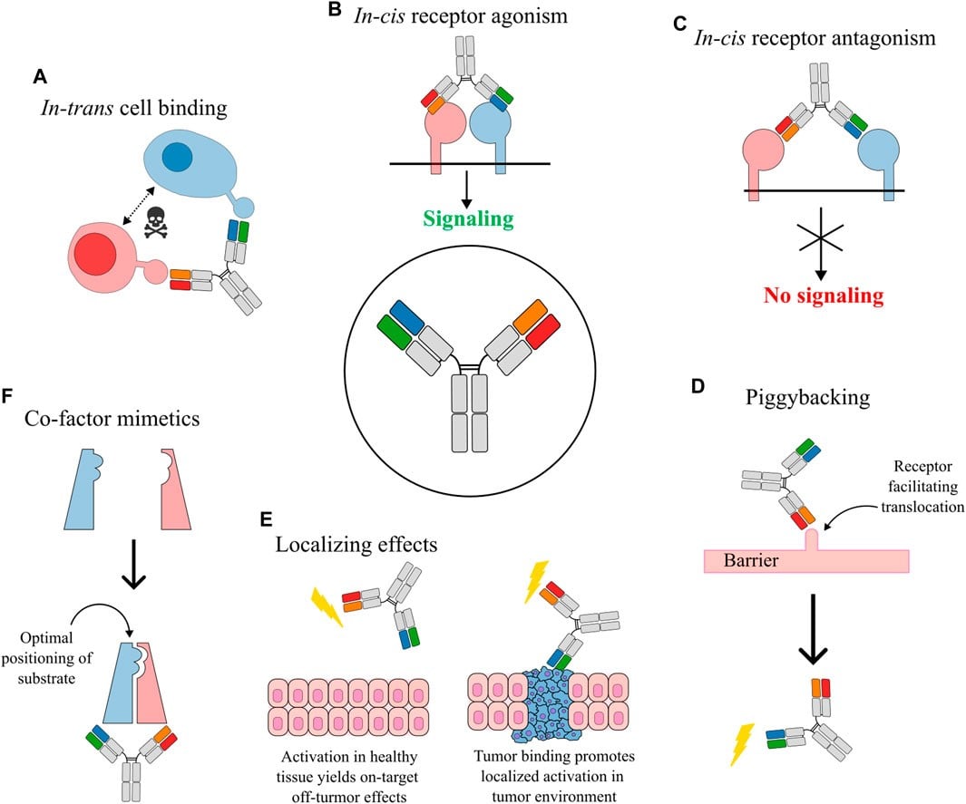 Exploring the Versatility of Bispecific Antibodies in Targeted ...