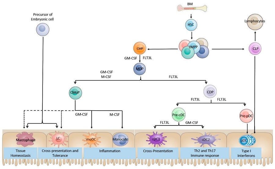 Empowering Dendritic Cells for Improved Oncotherapy