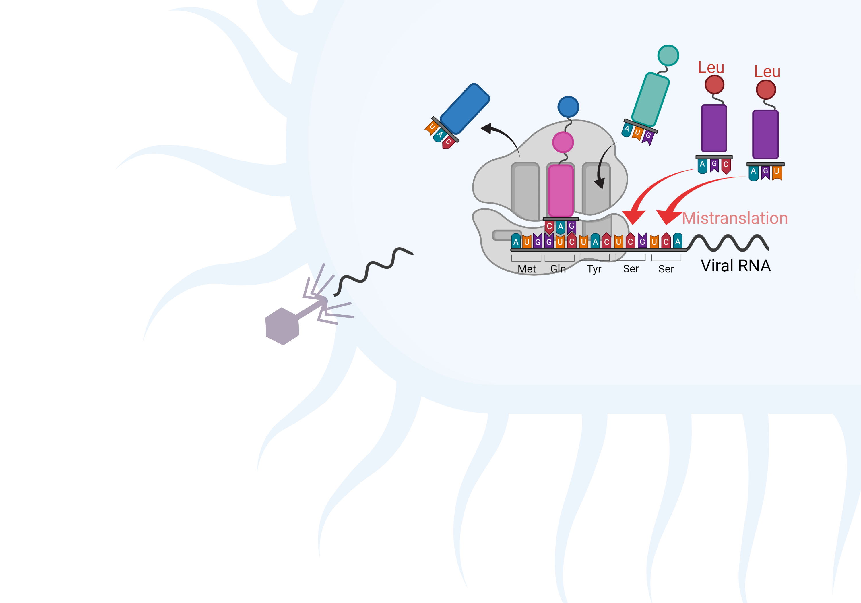 Engineering E. Coli To Fight Viral Infections