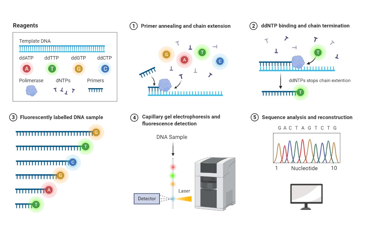 Sanger Sequencing Vs Next Generation Sequencing NGS MolecularCloud