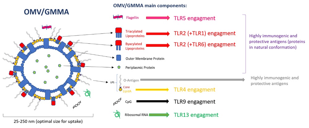 Transforming OMVs Into A Modular Vaccine Platform | GenScript