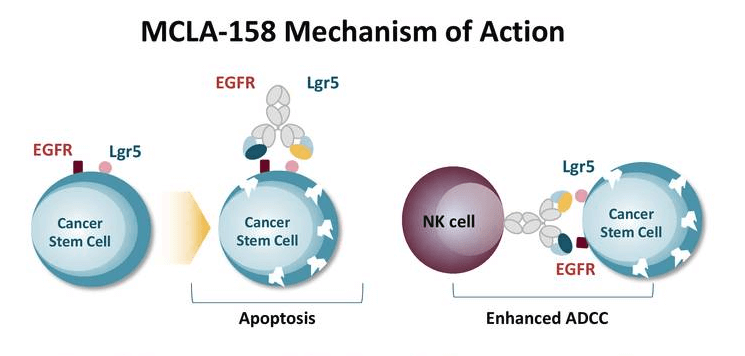 Update On New Antitumor Strategies Undergoing Early Clinical Evaluation ...