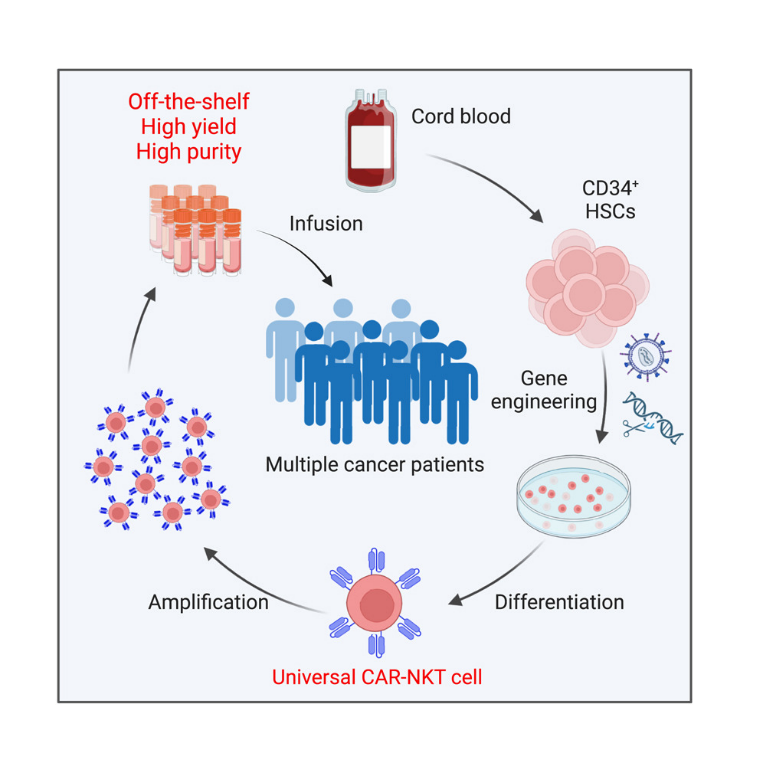 CAR-NKT Cells Take Center Stage, Expediting Immunotherapies to More ...