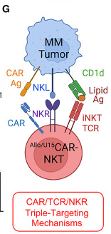 CAR-NKT Cells Take Center Stage, Expediting Immunotherapies to More ...