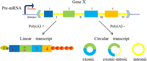 Circular RNA: Unlocking Next-Generation Cell & Gene Therapy with ...