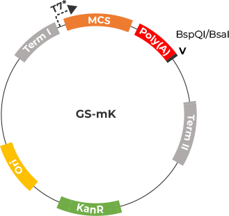 mRNA Applied Vector | GenScript